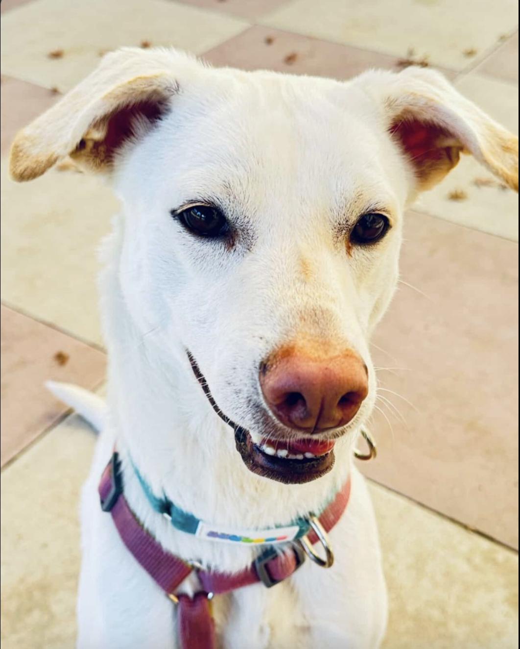 Enlarge Lillie, a ADOPTABLE mixed breed in Menlo Park, CA image 4/6