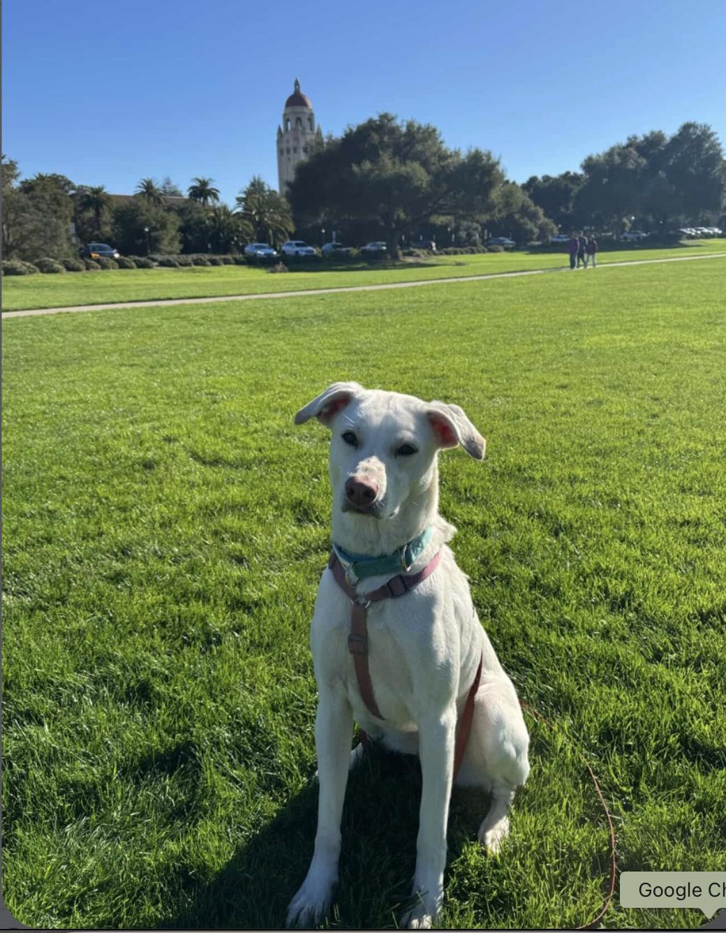 Enlarge Lillie, a ADOPTABLE mixed breed in Menlo Park, CA image 6/6