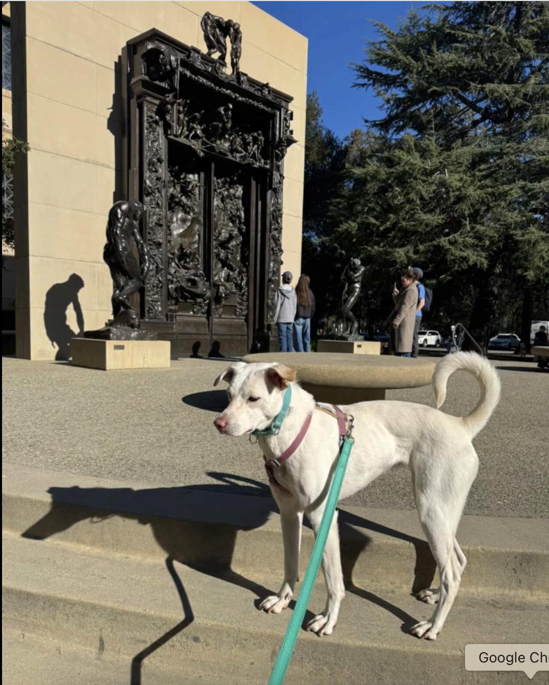 Enlarge Lillie, a ADOPTABLE mixed breed in Menlo Park, CA image 1/6