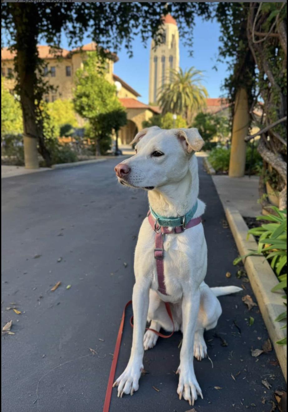 Enlarge Lillie, a ADOPTABLE mixed breed in Menlo Park, CA image 2/6