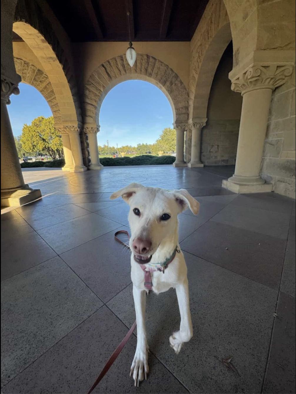 Enlarge Lillie, a ADOPTABLE mixed breed in Menlo Park, CA image 5/6