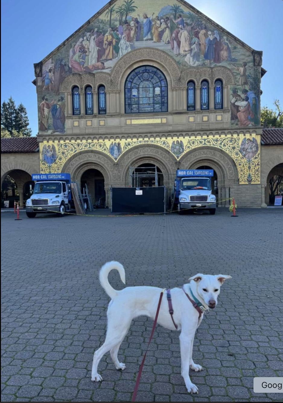 Enlarge Lillie, a ADOPTABLE mixed breed in Menlo Park, CA image 3/6