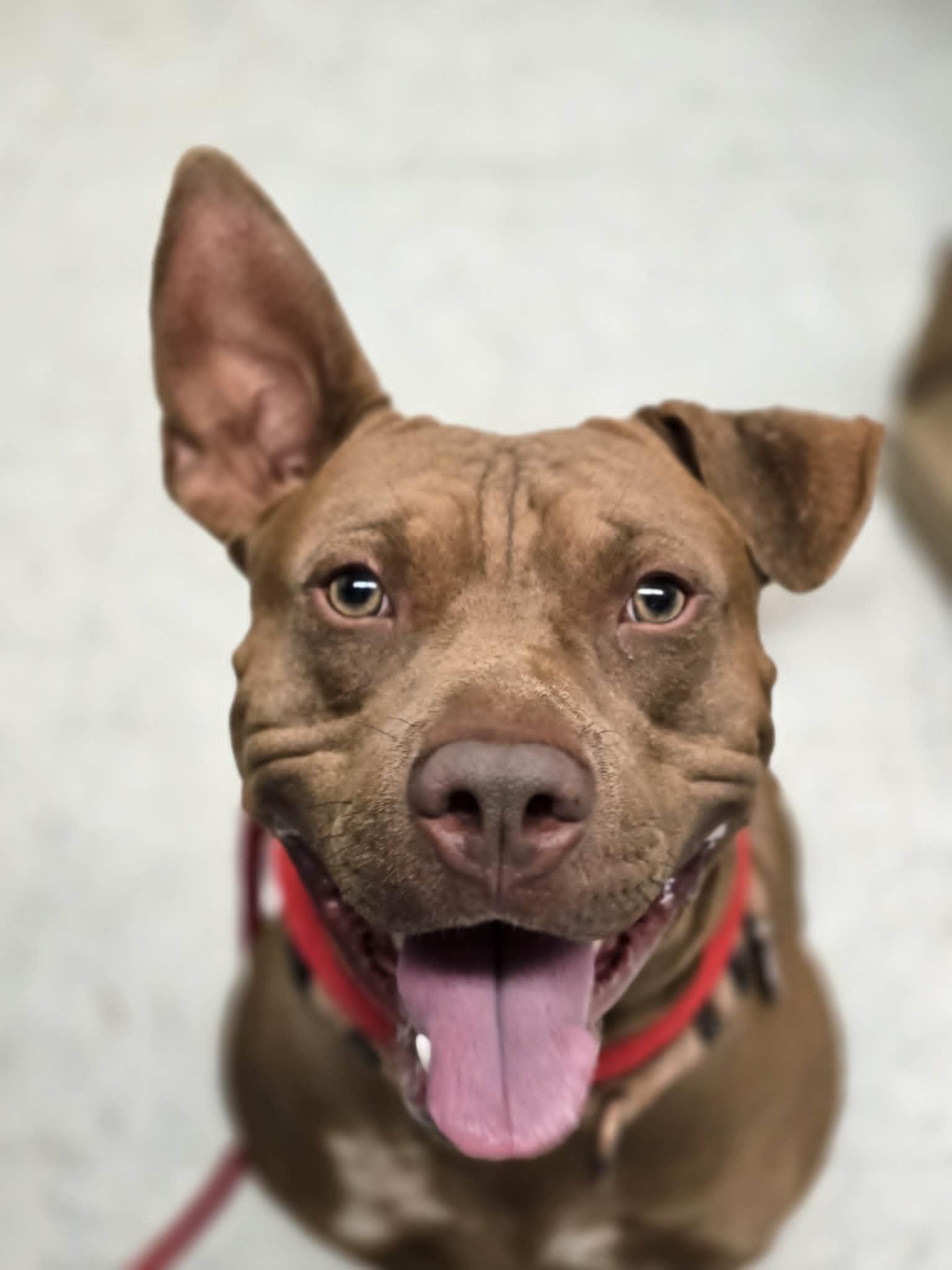 Velcro, ADOPTABLE, Young Male Pit Bull Terrier.