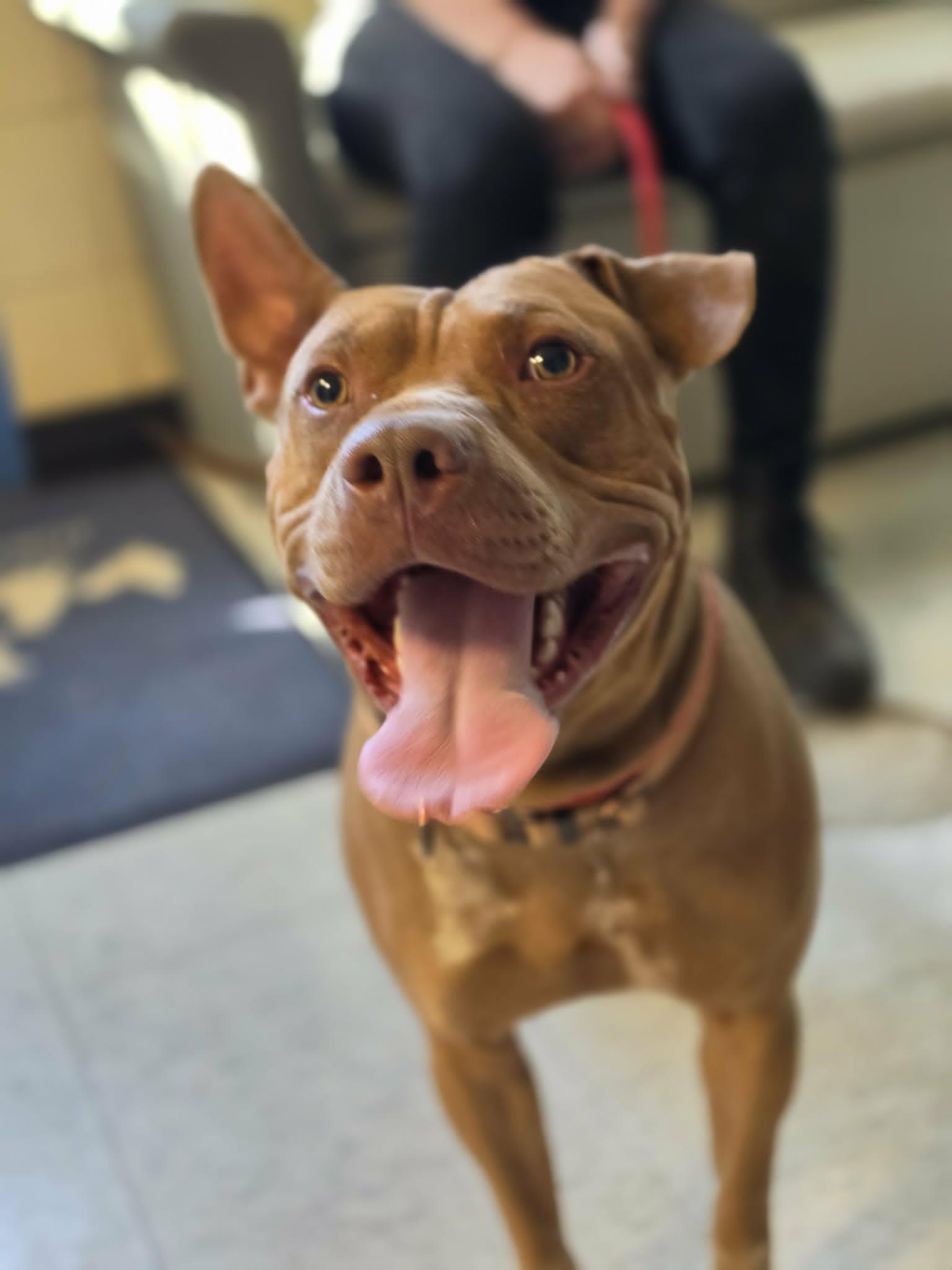Velcro, a ADOPTABLE mixed breed in Grants Pass, OR image 4/6