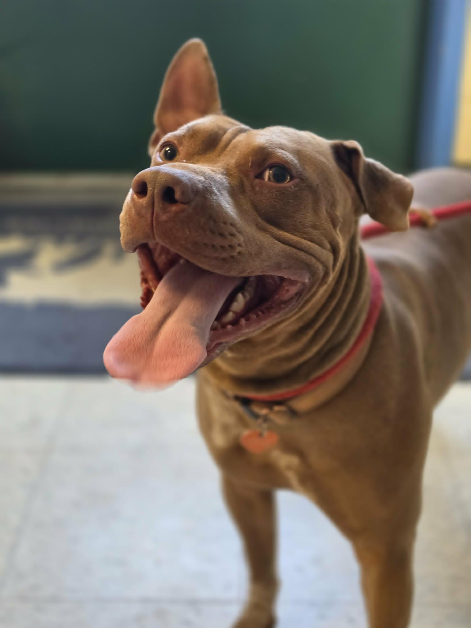 Velcro, a ADOPTABLE mixed breed in Grants Pass, OR image 6/6