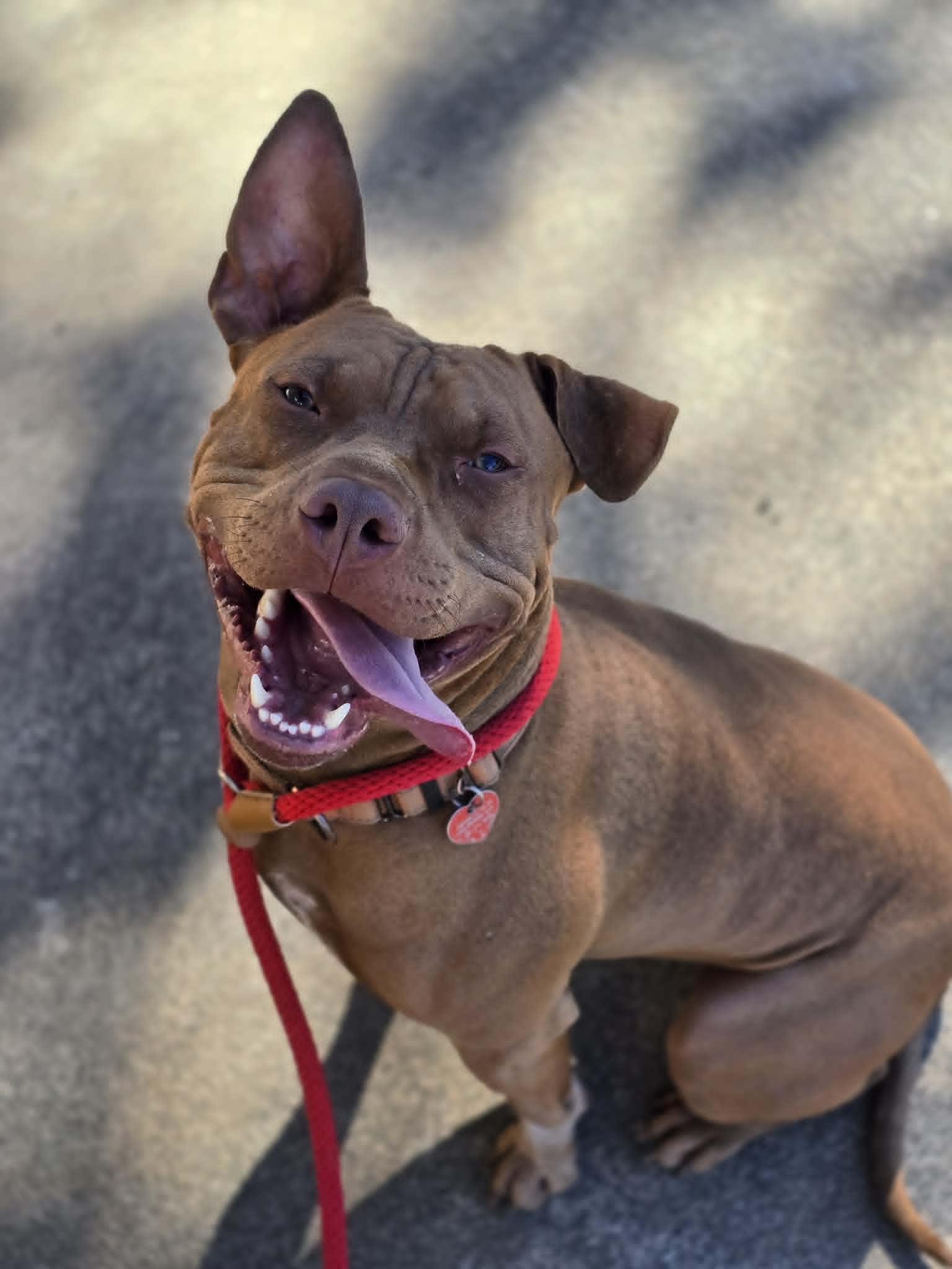 Velcro, a ADOPTABLE mixed breed in Grants Pass, OR image 2/6