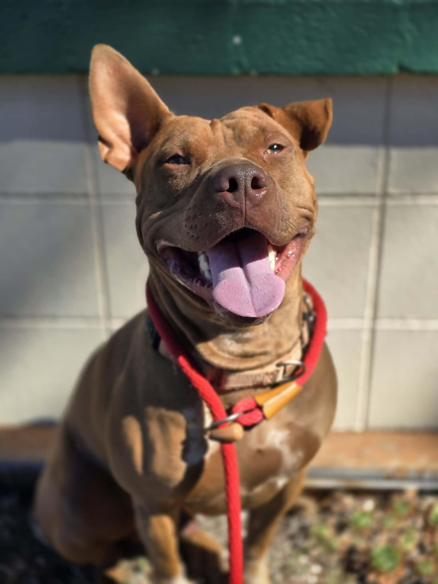 Velcro, a ADOPTABLE mixed breed in Grants Pass, OR image 3/6