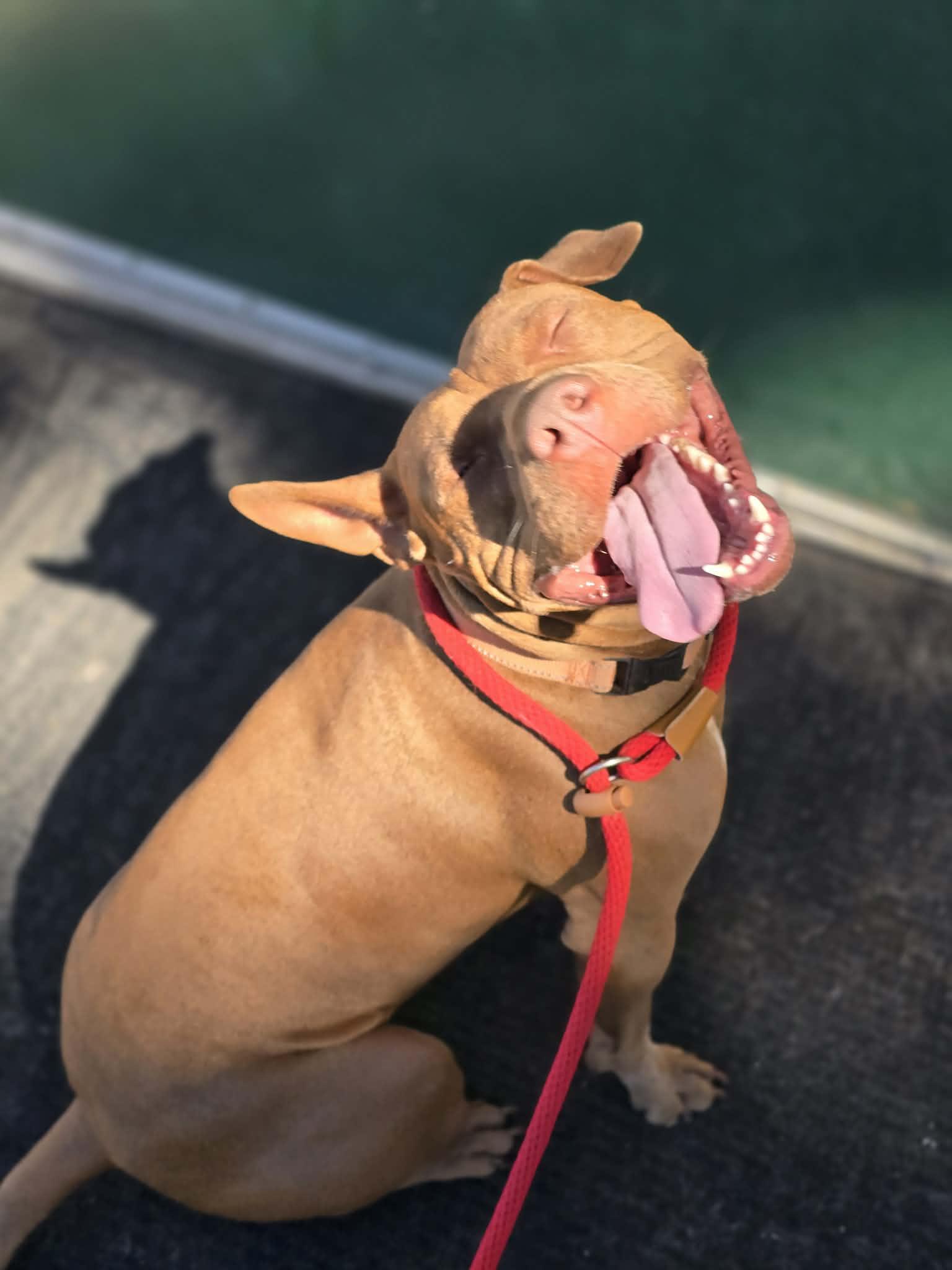 Velcro, a ADOPTABLE mixed breed in Grants Pass, OR image 5/6