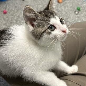 Shishito, ADOPTABLE, Kitten Female Domestic Short Hair.