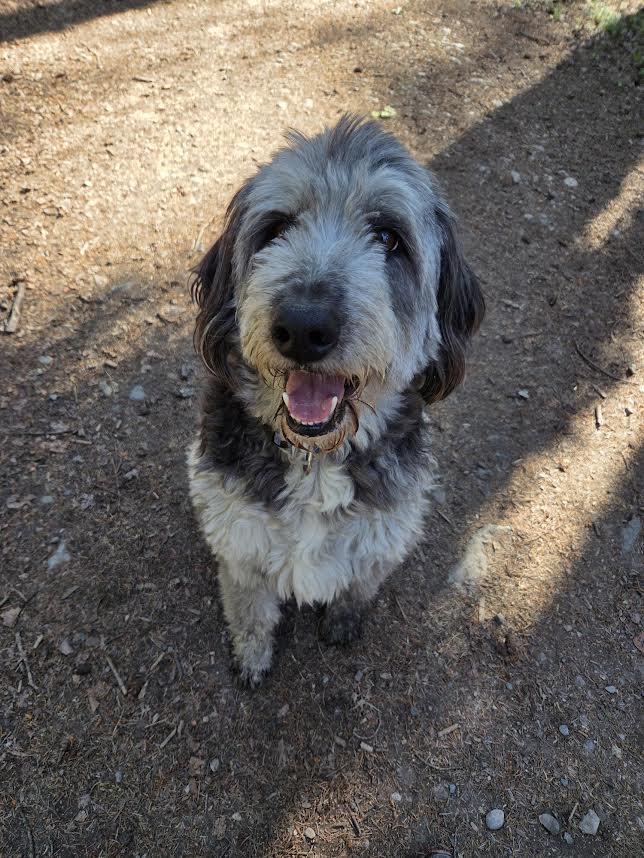Ozzy, an adopted Aussiedoodle in Cranbrook, BC image 2/4