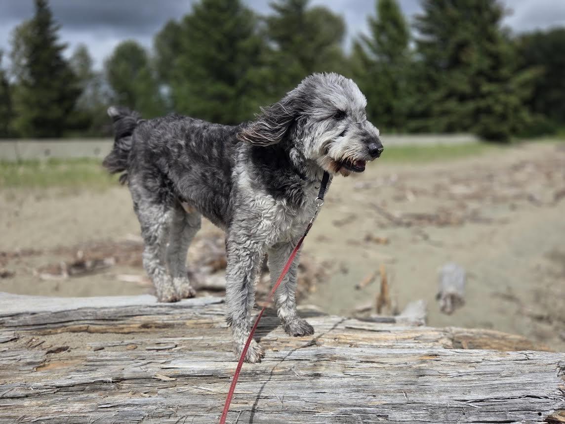 Ozzy, adopted, Adult Male Aussiedoodle.