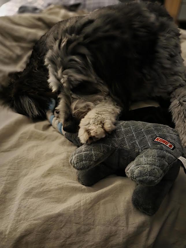 Ozzy, an adopted Aussiedoodle in Cranbrook, BC image 4/4