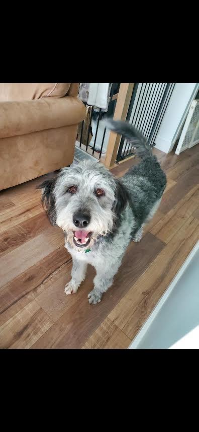 Ozzy, an adopted Aussiedoodle in Cranbrook, BC image 3/4