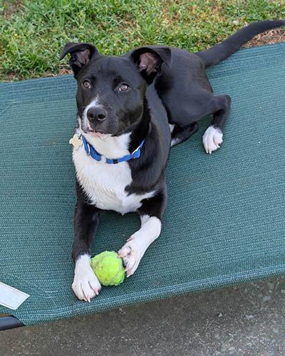 Enlarge Jasper, a Adoptable mixed breed in Wrightsville Beach, NC image 2/5