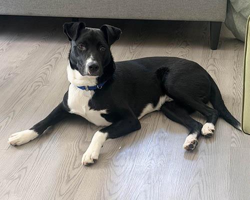 Enlarge Jasper, a Adoptable mixed breed in Wrightsville Beach, NC image 5/5