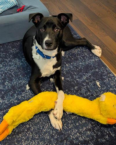 Jasper, Adoptable, Adult Male Retriever.