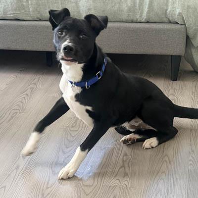 Enlarge Jasper, a Adoptable mixed breed in Wrightsville Beach, NC image 4/5