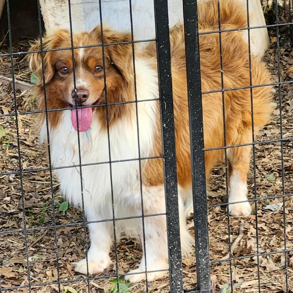 Jade, a Adoptable Australian Shepherd in Ada, MN image 1/5