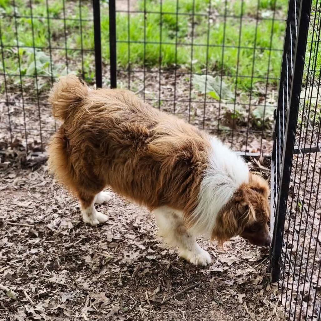 Jade, a Adoptable Australian Shepherd in Ada, MN image 2/5