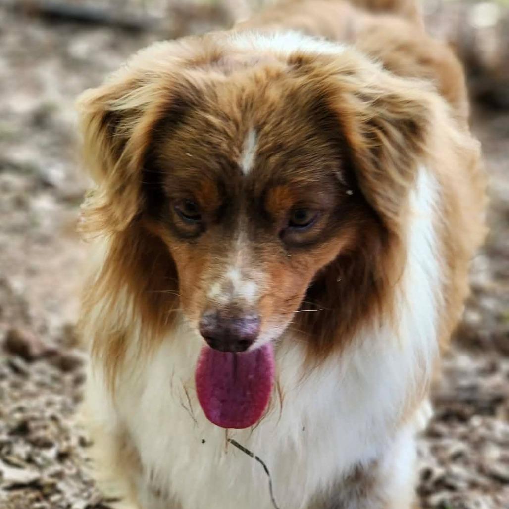 Jade, a Adoptable Australian Shepherd in Ada, MN image 3/5