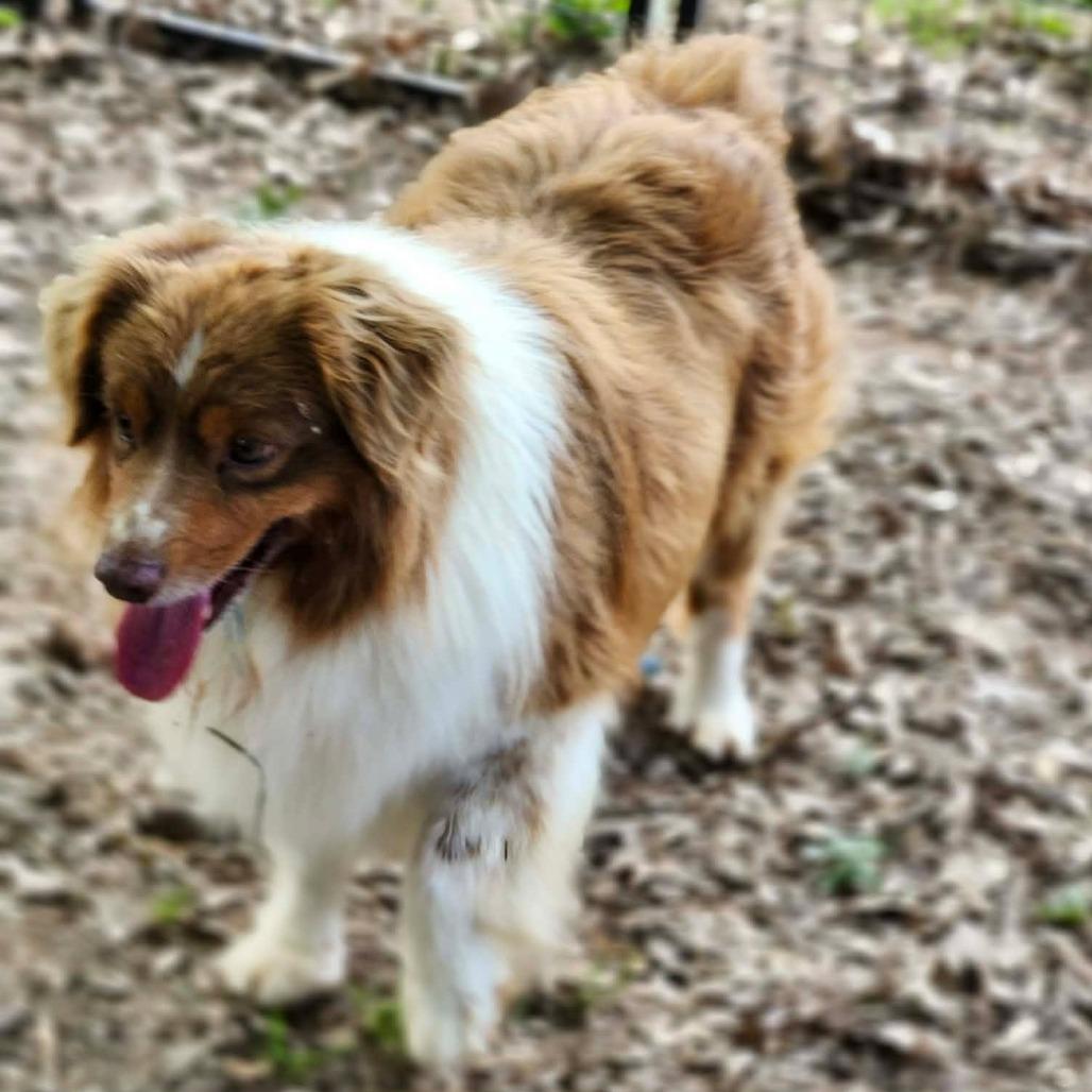 Jade, a Adoptable Australian Shepherd in Ada, MN image 4/5