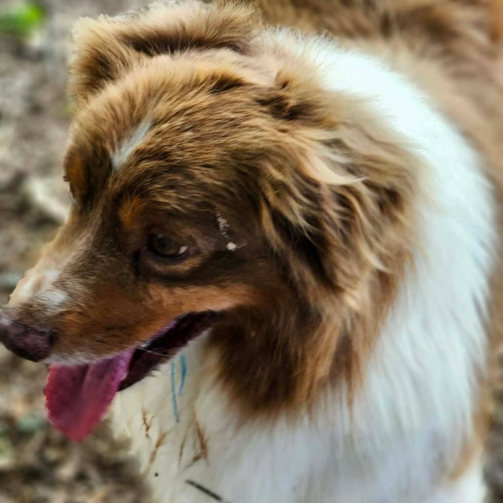 Jade, a Adoptable Australian Shepherd in Ada, MN image 5/5