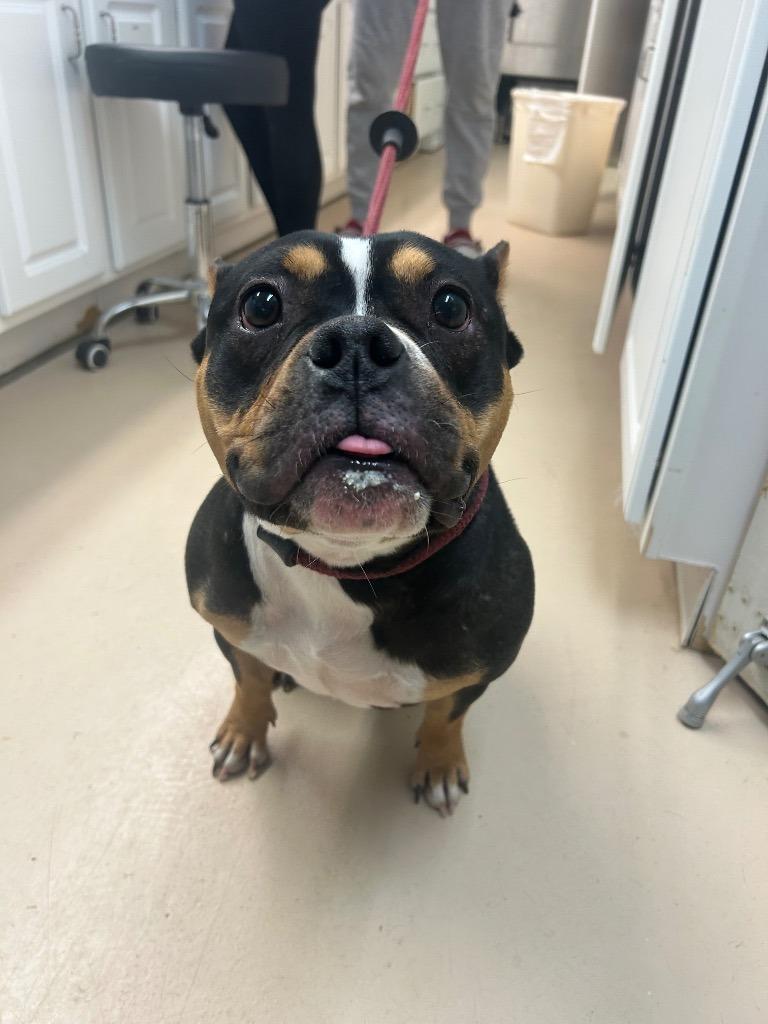 Enlarge Elli, a Adopted Pit Bull Terrier in Mineral, VA image 1/1