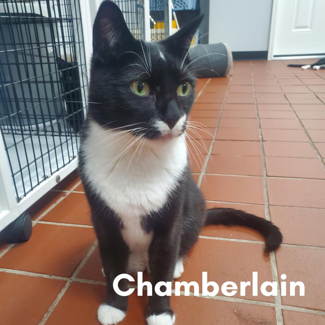 Chamberlain, a ADOPTABLE Domestic Short Hair in New Haven, CT image 1/2
