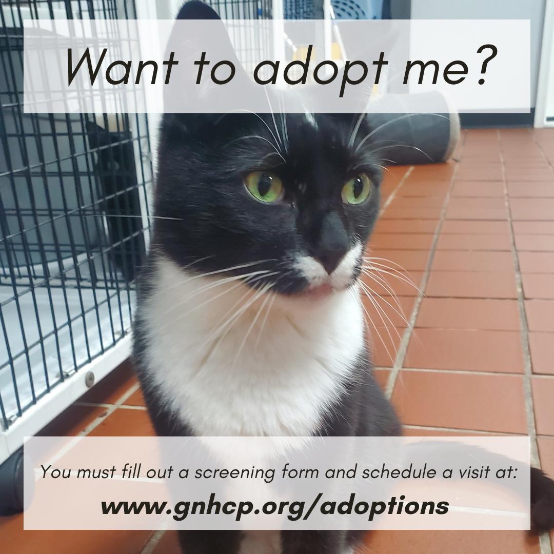 Chamberlain, a ADOPTABLE Domestic Short Hair in New Haven, CT image 2/2