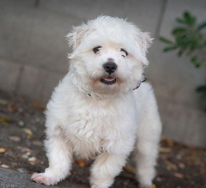 Squeegee, Adopted, Puppy Male West Highland White Terrier / Westie & Maltese.