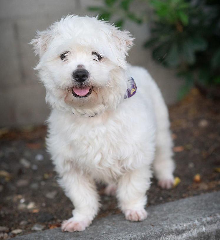 Enlarge Squeegee, a Adopted mixed breed in Palo Alto, CA image 2/2