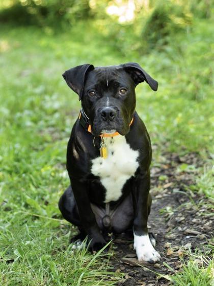 Enlarge Dax, a Adopted Mixed Breed in Hamilton, OH image 3/6