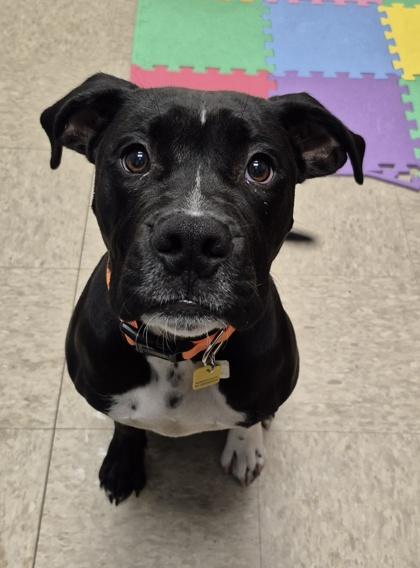 Enlarge Dax, a Adopted Mixed Breed in Hamilton, OH image 4/6