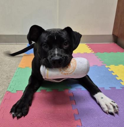 Enlarge Dax, a Adopted Mixed Breed in Hamilton, OH image 5/6