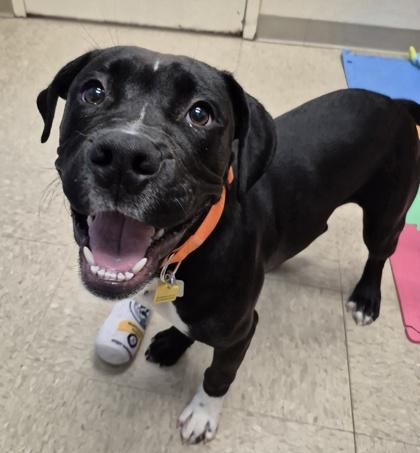 Enlarge Dax, a Adopted Mixed Breed in Hamilton, OH image 6/6