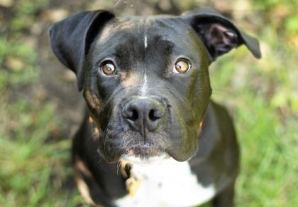 Dax, Adopted, Puppy Male Mixed Breed.