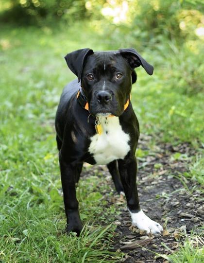 Enlarge Dax, a Adopted Mixed Breed in Hamilton, OH image 2/6