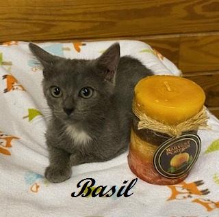 Enlarge Basil of Baker Street, a Adoptable Domestic Short Hair in Raleigh, NC image 4/4