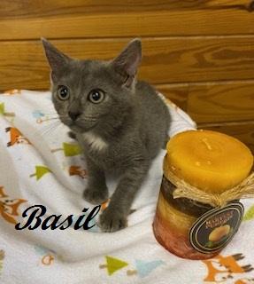 Enlarge Basil of Baker Street, a Adoptable Domestic Short Hair in Raleigh, NC image 3/4