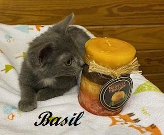 Enlarge Basil of Baker Street, a Adoptable Domestic Short Hair in Raleigh, NC image 2/4