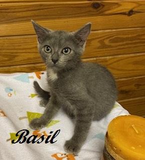 Basil of Baker Street, Adoptable, Kitten Male Domestic Short Hair.