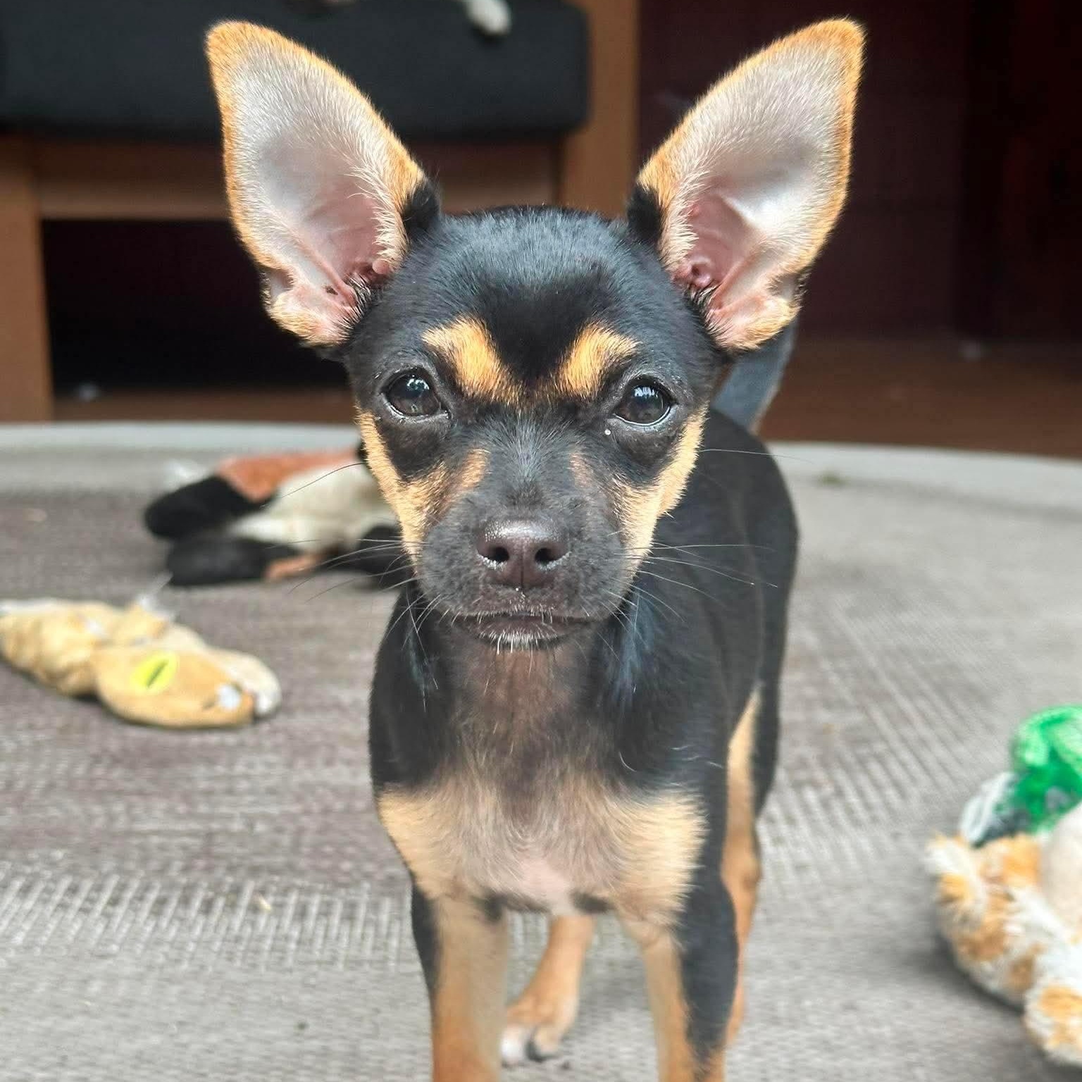 Elizabeth, adopted, Puppy Female Chihuahua.