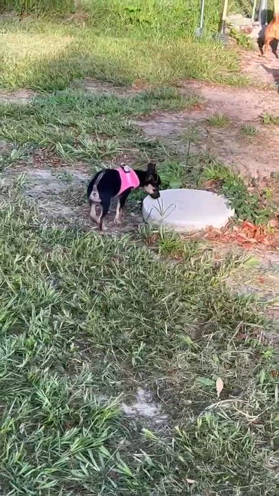Enlarge Elizabeth, an adopted mixed breed in Argyle, NY video 2/6