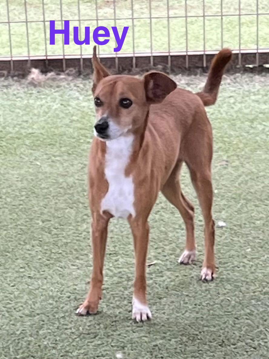 Huey, a Adoptable mixed breed in Pipe Creek, TX image 1/3