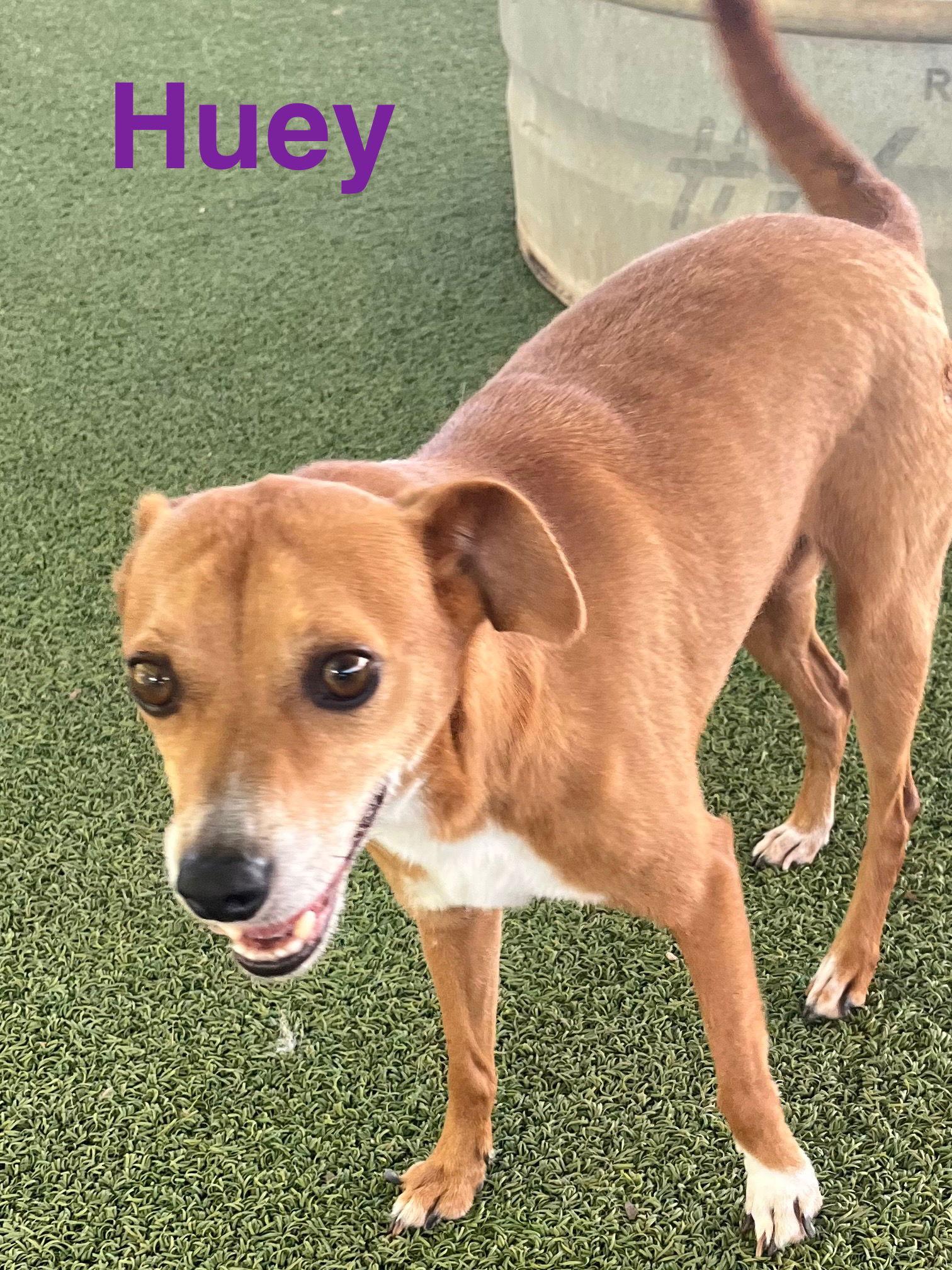 Huey, a Adoptable mixed breed in Pipe Creek, TX image 2/3