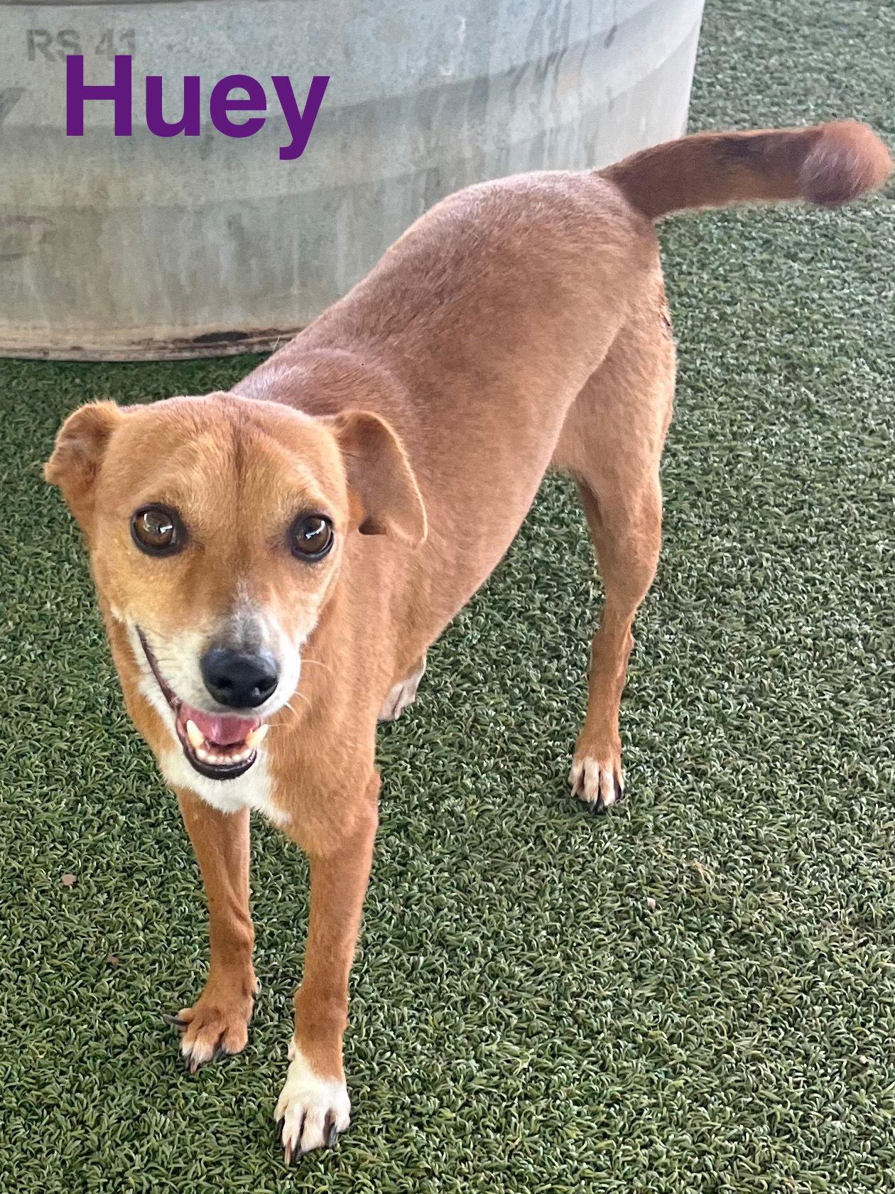 Huey, a Adoptable mixed breed in Pipe Creek, TX image 3/3