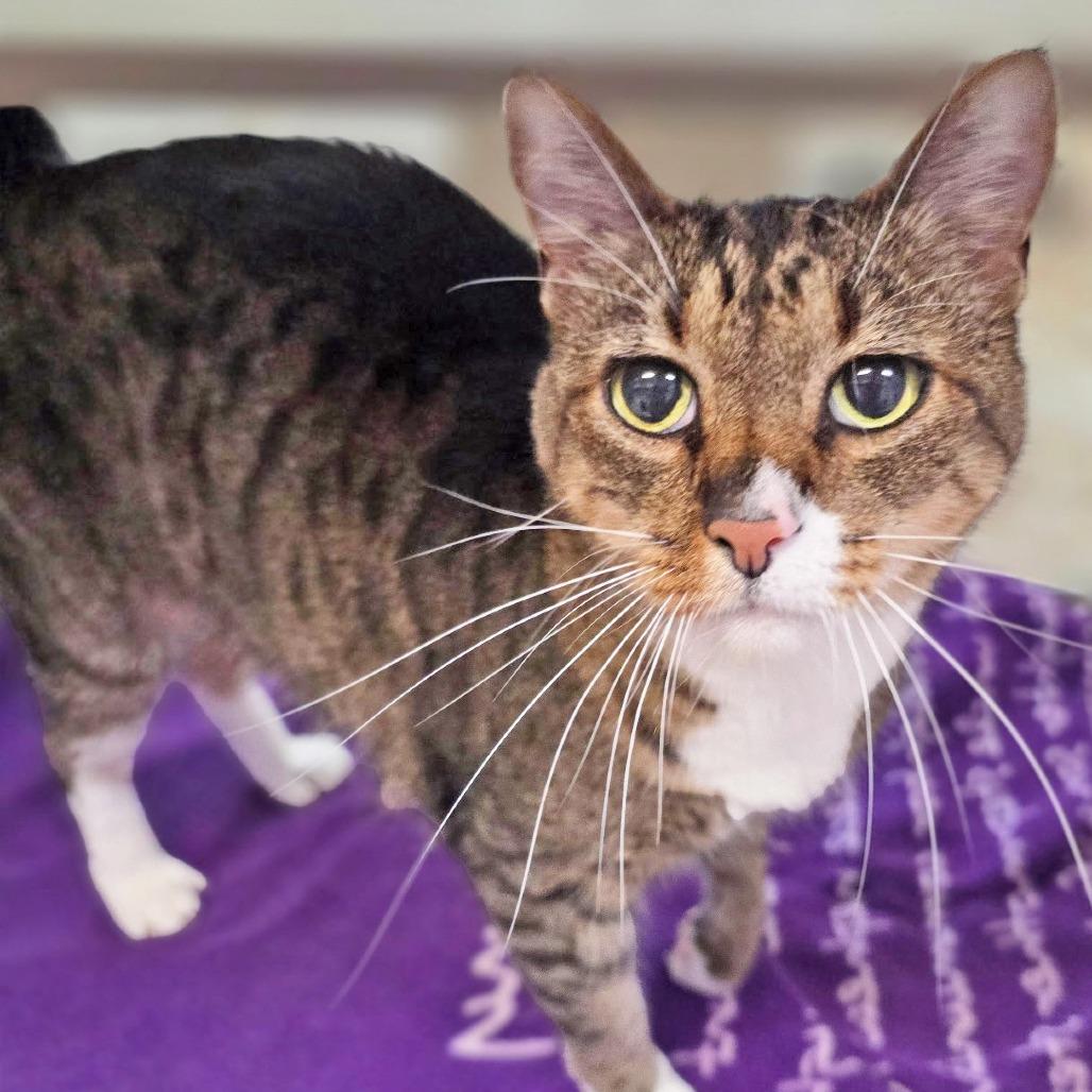 Irie, Adoptable, Senior Male Domestic Short Hair & Mixed Breed.