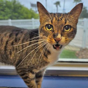 Enlarge Irie, a Adoptable mixed breed in Galveston, TX image 3/4
