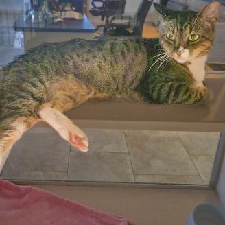 Enlarge Irie, a Adoptable mixed breed in Galveston, TX image 4/4