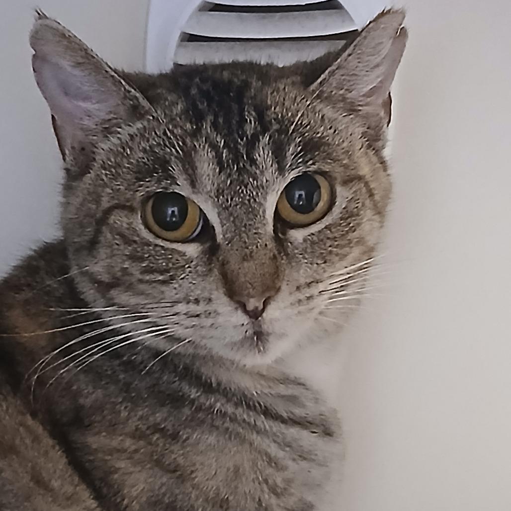 Sarah, Adoptable, Young Female Domestic Short Hair.